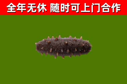 遂昌回收海参干